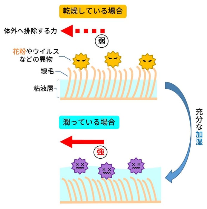 花粉症_線毛運動